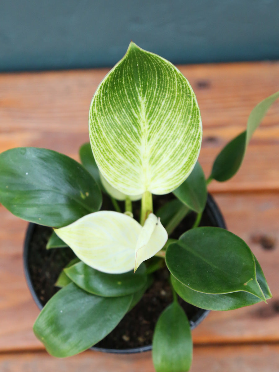 Philodendron Birkin 6"